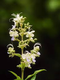 Image result for Rotheca aurantiaca