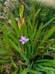 Image result for Aristea ecklonii