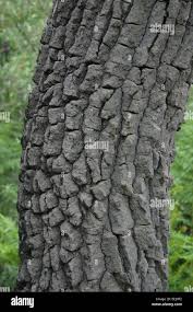 Image result for Faurea rochetiana