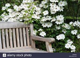 Clematis madame le coultre pruning group. Klimplant Clematis Madame Le Coultre Bloeit Prachtig Op Schaduwplaatsen Clematis Gardenclimbingplants Madamelecoultre Clematistypes Climbingplants Sha