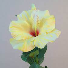 I am so glad i had this florist take care of my flower order. Artificial Hibiscus Flower And Bud Yellow Artificial Flowers