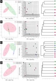 Image result for Thesium ussanguense