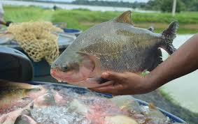 No Amazonas, defeso pro&iacute;be pesca de 10 esp&eacute;cies at&eacute; mar&ccedil;o de 2025; veja  lista