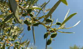 Home Greek Liquid Gold Authentic Extra Virgin Olive Oil