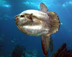 The mola, also called the giant ocean sunfish, is gigantic. Mola Mola Wikispecies