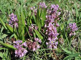 Image result for Ledebouria cooperi