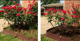 Before After Knock Out Rose Bush Pruned Incorrectly Vs A Light Summer Prune It Will Come Back Beautifully Rose Bush Trees And Shrubs Rose