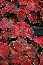 Image result for Coleus welwitschii