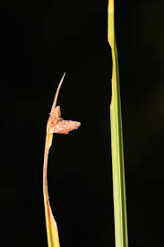 Image result for Bulbostylis macra