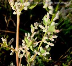 Image result for Nothosaerva