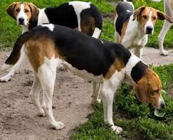 Black And Tan English Foxhound American Foxhound Best Dog In The World The Fox And The Hound English Foxhound Dog Breeds