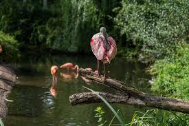 Image result for tbn:0PJB32OL7JwfOM::farm4.static.flickr.com/3324/3329876139_f2d551139f.jpg