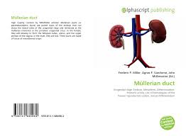 Müllerian duct anomalies (mdas) are congenital abnormalities that occur when the müllerian ducts (paramesonephric ducts) do not develop correctly. Search Results For Mullerian Agenesis