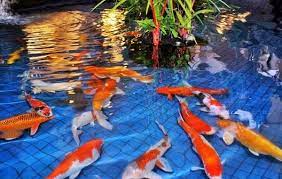 Kali ini kita akan mencari tahu bersama cara membuat kolam ikan lengkap. Memilih Warna Cat Kolam Ikan Koi Yang Tepat Dan Membuat Nyaman