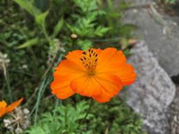 Plant Leipzig Gardening Deutschland Photoart Photoartkollektiv Gartenliebe Farming Sachsen Blute Garten Fruhling Farmer Naturepic Plants