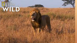 The following are the loudest land animals. Which Animals Are The Loudest Animal Autofill Youtube
