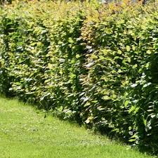 Groen is de kleur die leven en natuur uitstraalt. Een Groene Erfafscheiding