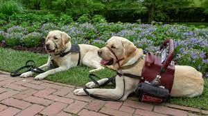 Once your service dog is ready, we'll call you and schedule a time for you and your family to come to our facility for a week. How To Afford A Service Dog Bankrate