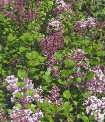 Image result for Syringa meyeri ´Palibin