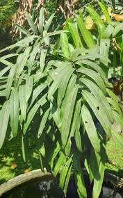 Image result for Lepisanthes