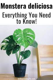 Monstera Deliciosa Trendy But Is It Right For You Trillium Living Monstera Deliciosa Plant Care Plant Aesthetic