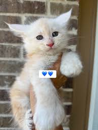 Buck and coon getting along just fine at the dinner table.