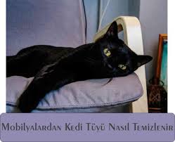 Evde köpek beslediğimiz için çok tüy oluyor. Kedi Tuyu Nasil Temizlenir Ve Kedilerin Tuy Dokmemesi Icin Ne Yapmali