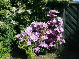 Check spelling or type a new query. Clematis Dr Ruppel Clematis Dr Ruppel Baumschule Horstmann