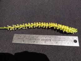 Image result for Diaphananthe lorifolia