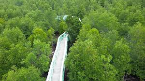 Selain itu, tingkat kesadaran masyarakat tentang. Hutan Mangrove Kota Langsa Menjadi Destinasi Wisata Edukasi Bertaraf Internasional Portalhijau Com