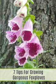 Foxglove Flowers 7 Tips For Growing Gorgeous Foxgloves Foxglove Is A Gorgeous Timeless Plant That Gardeners Have Enjoy Grow Gorgeous Foxglove Plant Foxglove