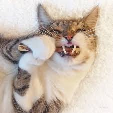 Allerdings können sie auch gefährlich für bestimmte menschen sein. Okologisch Und Ungiftig Diese 8 Spielzeuge Fur Katzen Enthalten Keine Chemie Cat News Net