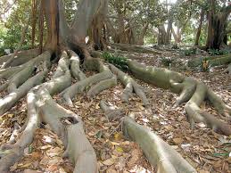 Image result for Ficus barteri
