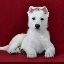 Julia german shepherd no comments. Akc White Female German Shepherd Puppies For Sale In Branson Missouri Classified Americanlisted Com