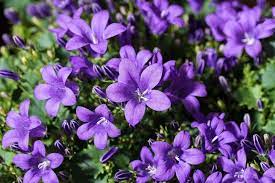 It is 12 to 18 inches tall in bloom and grows in zones 4 to 9. 20 Gorgeous Purple Perennials Photos Garden Lovers Club Purple Perennials Flowers Perennials Summer Blooming Flowers