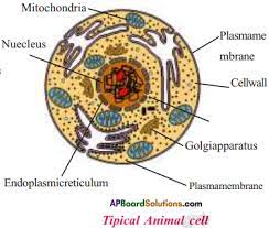 Biology 9th grade animal cell labeled. Ap Board 9th Class Biology Solutions Chapter 1 Cell Its Structure And Functions Ap Board Solutions