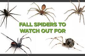 usa spider identification chart visual ly