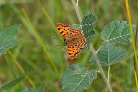 Image result for Polygonia c-album