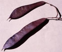 Image result for Bauhinia macrantha