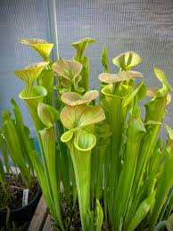 Image result for Faurea rubriflora