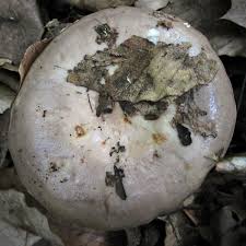 Image result for Lactarius mutabilis