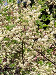 Flowering trees add vertical interest to a landscape as well as color, texture and fragrance. 13 Landscape Ideas Landscape Plants Trees And Shrubs