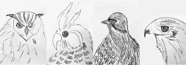 You can take as much time as you need. Bird Study Observational Drawings Zartart