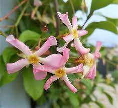 Check spelling or type a new query. Star Jasmine Trachelospermum Pink Showers Hedging Hopes Grove Nurseries