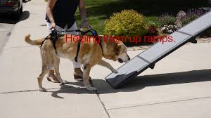 I think the security of having the leash on, helped him a little and he would walk down a bit better. Choosing The Right Harness Help Em Up