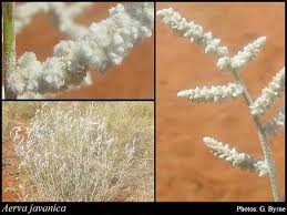 Image result for Aerva javanica