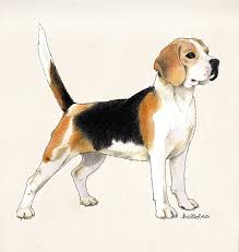 Hellobea Beagle Beagle Art Dog Drawing Dogs
