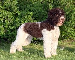 The current median price of bull terriers in california is $1,875.00. Lagotto Romagnolo Classic Look Terra Incognita Lagotto Romagnolo Dog Breeds Lagotto Romagnolo Dogs
