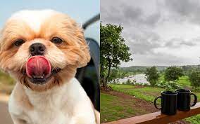 • pets welcome • dogs only • free. 9 Gorgeous Pet Friendly Weekend Stays Around Mumbai Tripoto