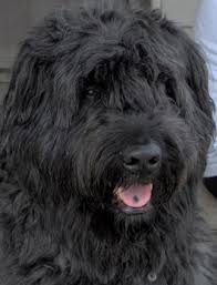 Pour les articles homonymes, voir bouvier. Bouvier Honden Bij Puppykennel Happy Doggy